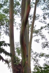 rainbow eucalyptus trees